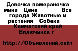 Девочка помераночка мини › Цена ­ 50 000 - Все города Животные и растения » Собаки   . Камчатский край,Вилючинск г.